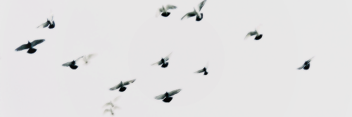 selenambgdr's profile banner image