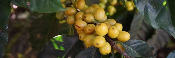 messenger_co Profile Banner