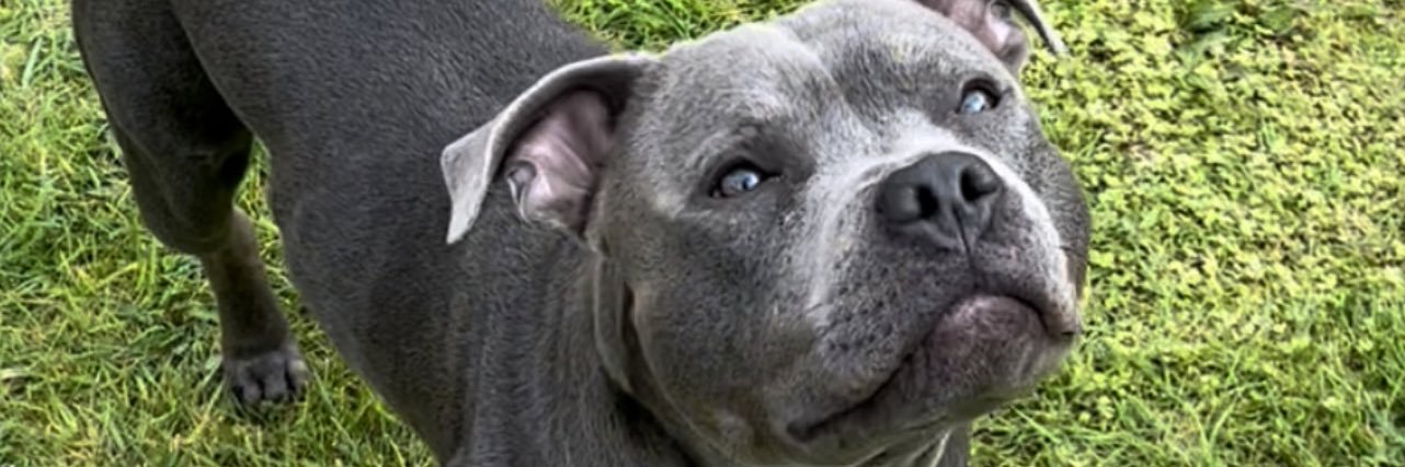 𝔾𝕖𝕠𝕣𝕘𝕚𝕒 banner