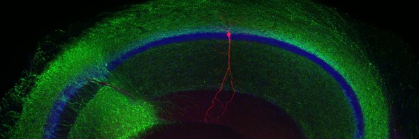 TeamChevalPisko Profile Banner