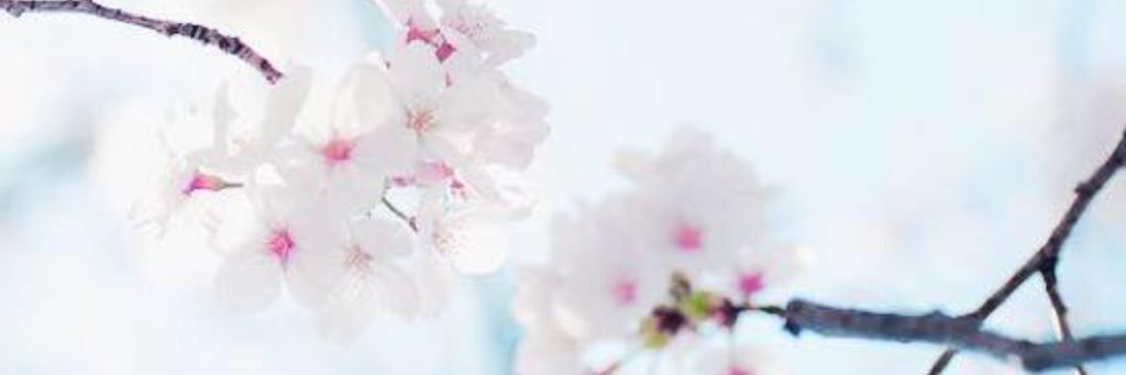 adrianaharmse's profile banner image