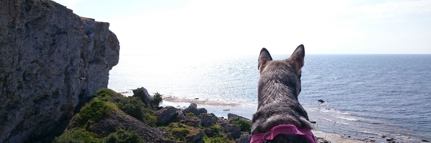 Ellimie_'s profile banner image