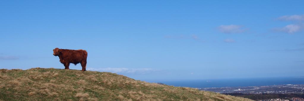 Lena banner