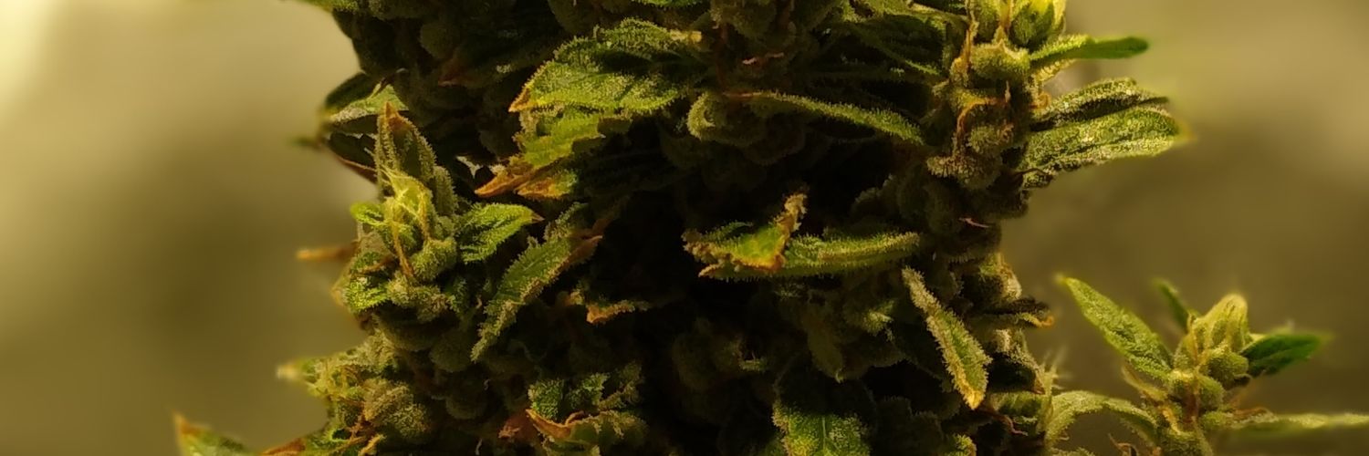 LinzerLinzer's profile banner image