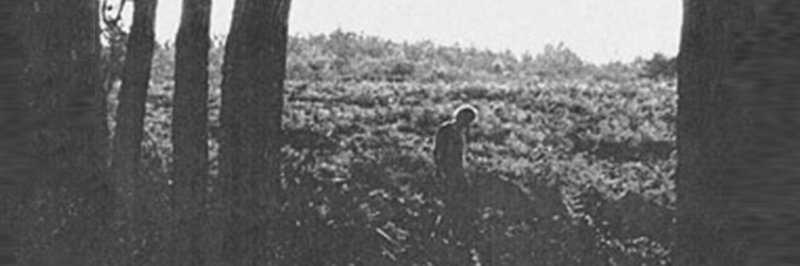 viewvww's profile banner image