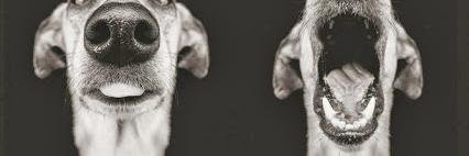 ingyaecdell's profile banner image
