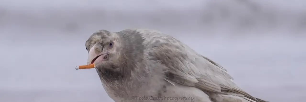 Dr. Kitten Musk, PhD banner