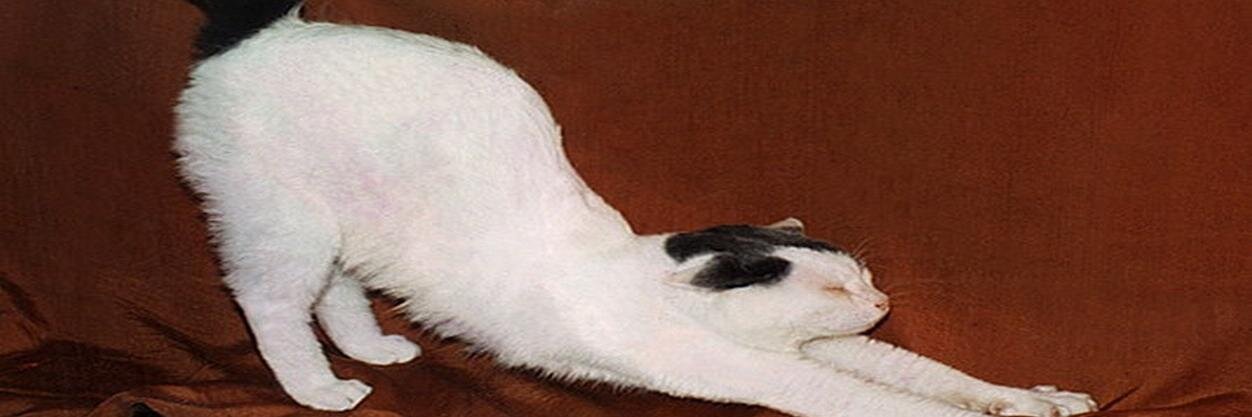 sabosemta's profile banner image