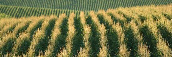 Zachary Cornatzer banner