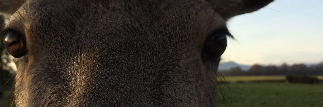 Megan Rowland banner