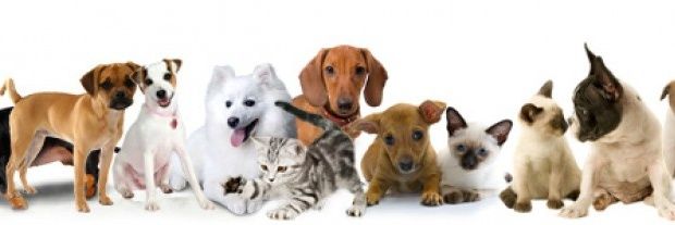 VetsforPets's profile banner image