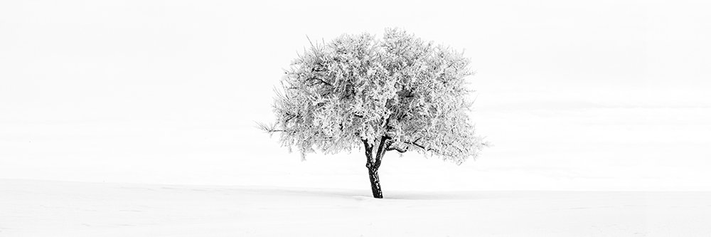 Mark Kiver Images banner