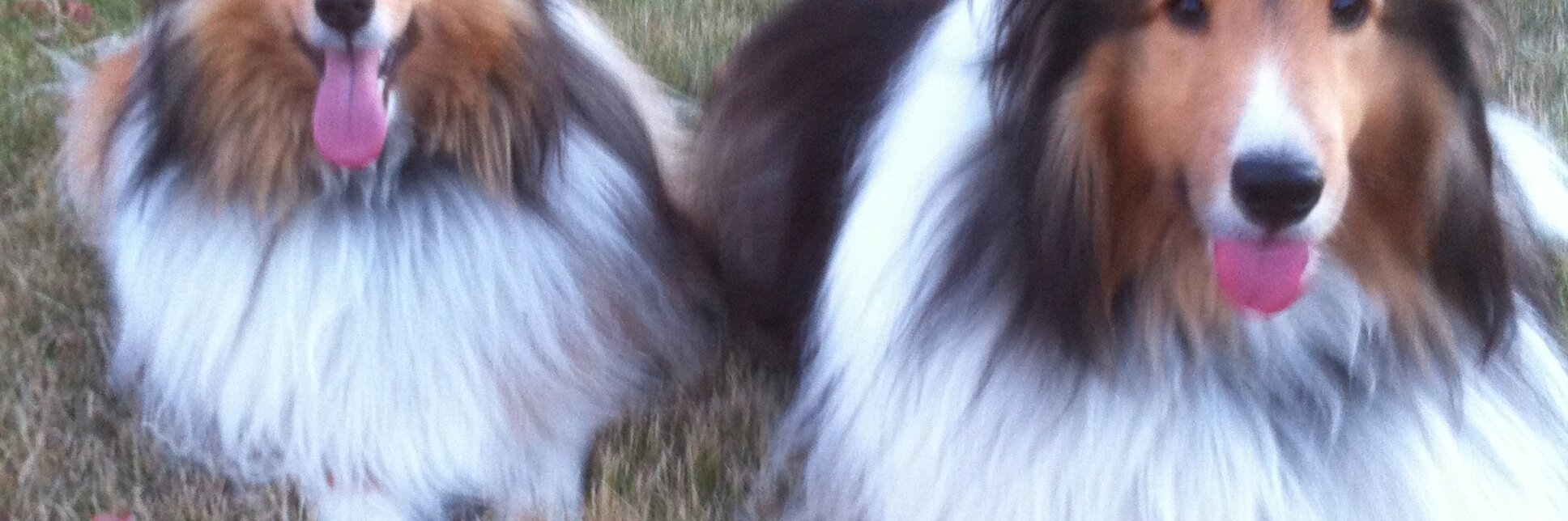 sherryturuk's profile banner image
