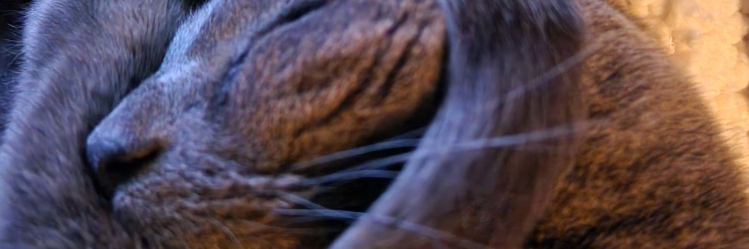 TRussell 🇺🇲 banner