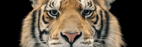 AvyraAylim's profile banner image