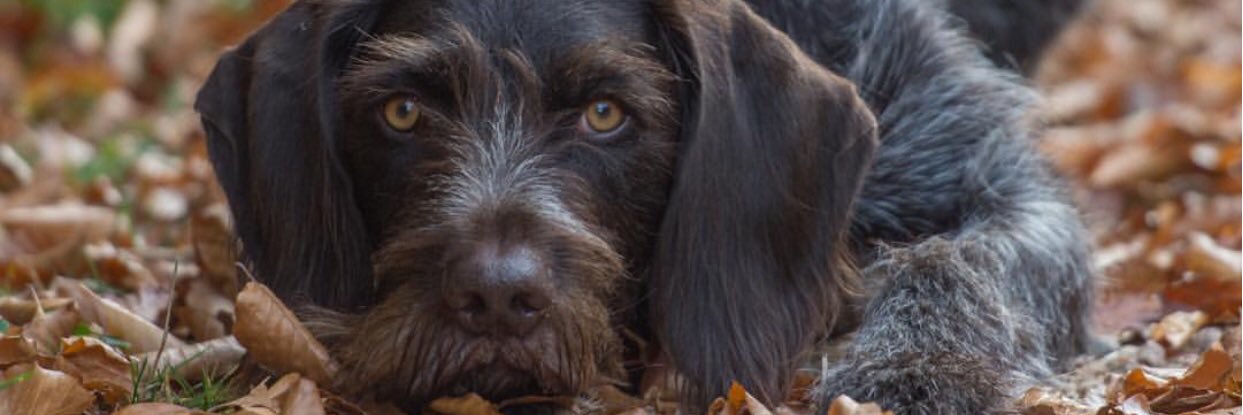 Keith Johnson banner