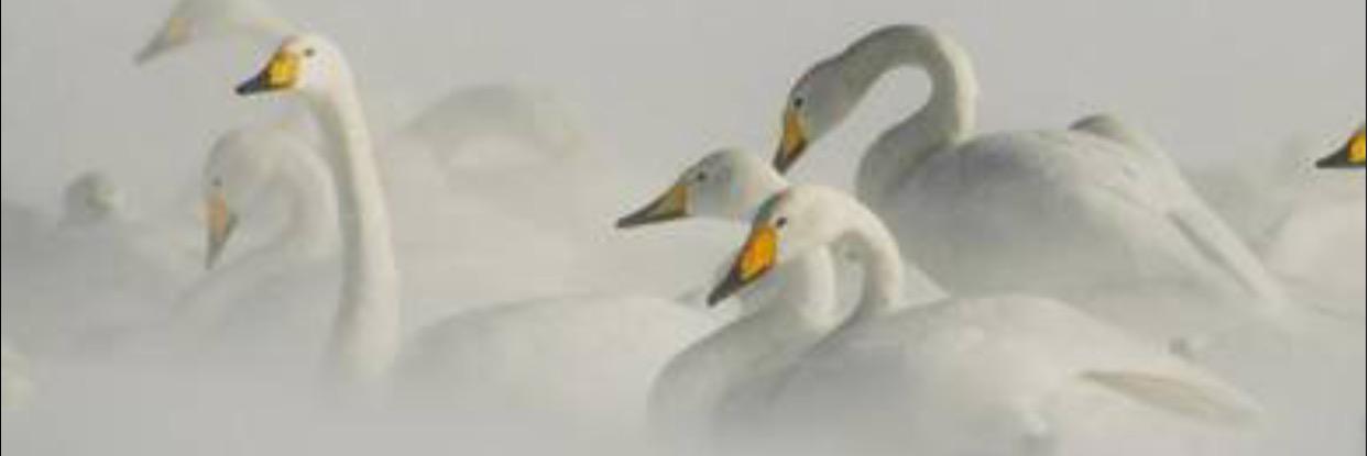 HamadAlwawan's profile banner image