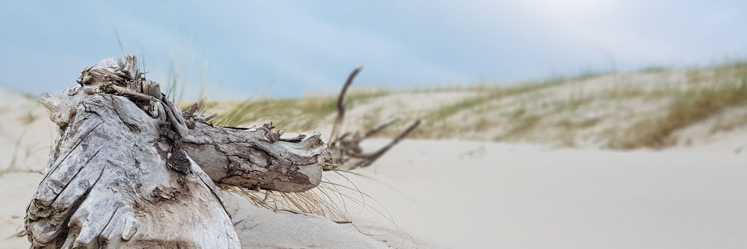 PuschiBird's profile banner image