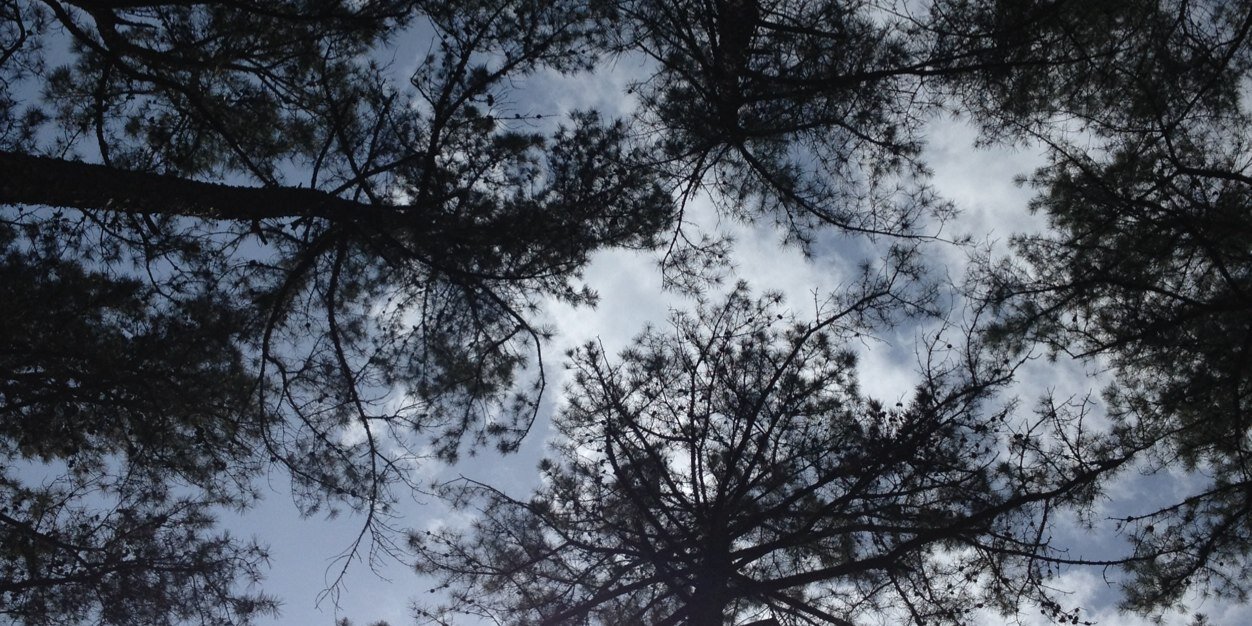 kim gray reed banner