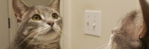 IfNotMeow's profile banner image
