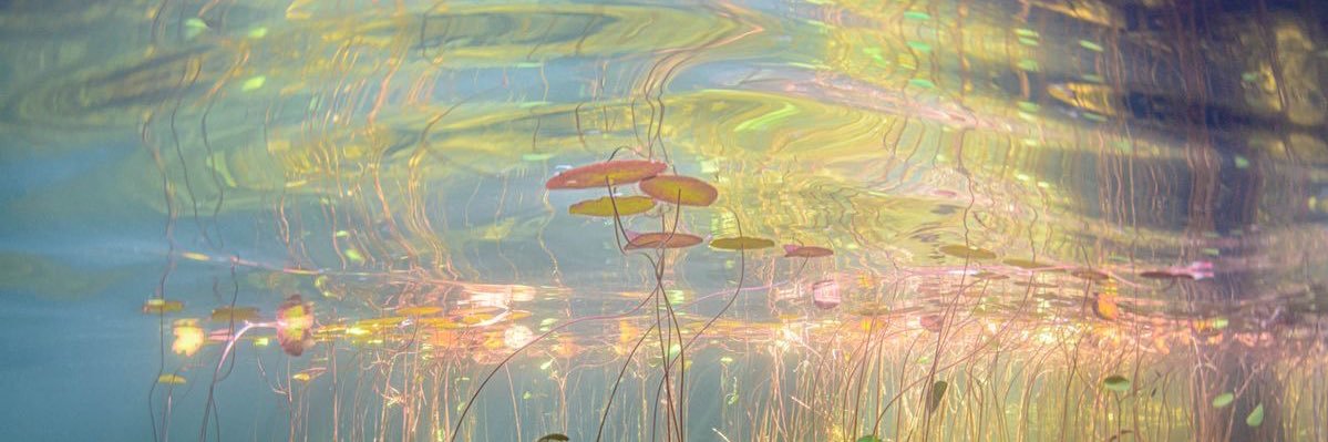 Liliana Lozano banner