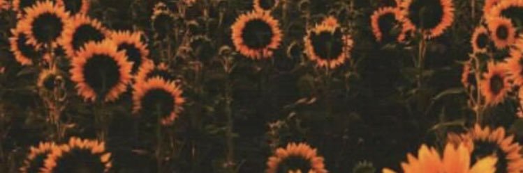 luanagovich's profile banner image