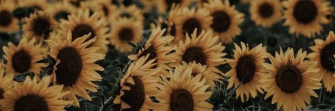 ally_cinnamon's profile banner image