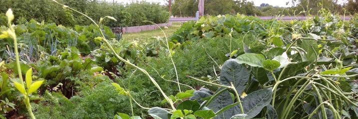 Paula Butler RDN banner