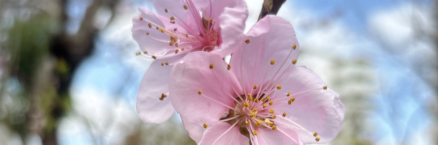 らびたん banner