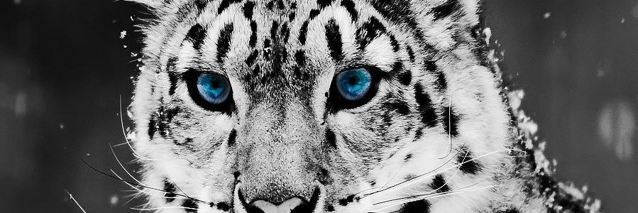 LailaBasim's profile banner image