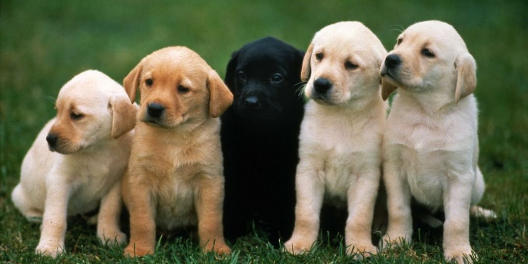 imfordogs's profile banner image