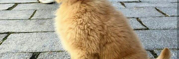 sinay1961's profile banner image