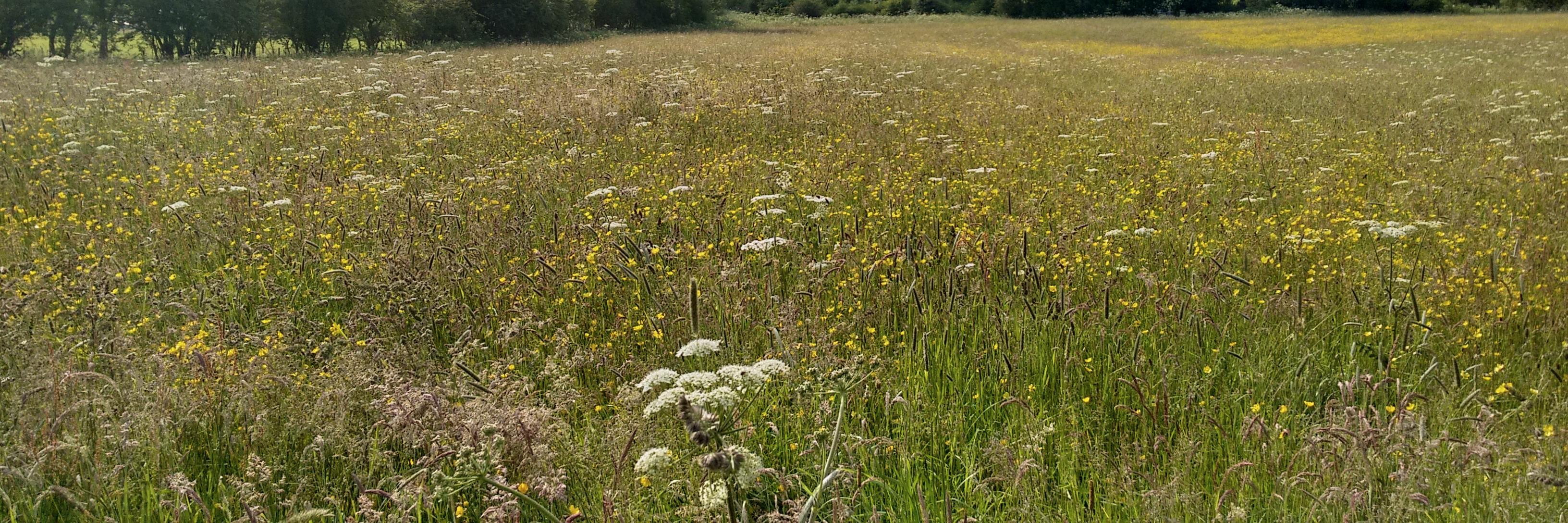 Professor Emma Norling banner