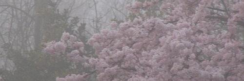 ☾ banner