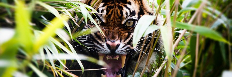 DaDevilfreak's profile banner image