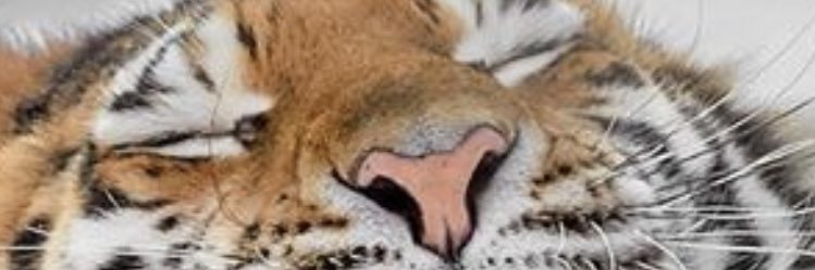 nisilayy's profile banner image