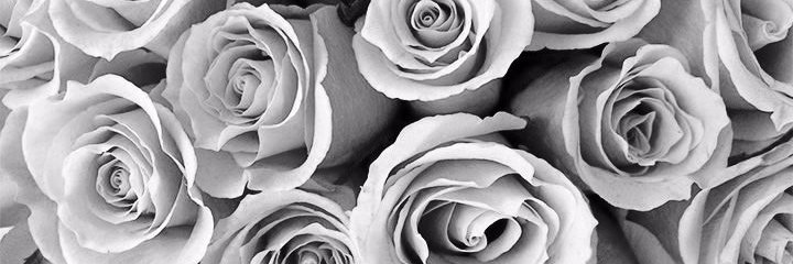 nulycotes's profile banner image