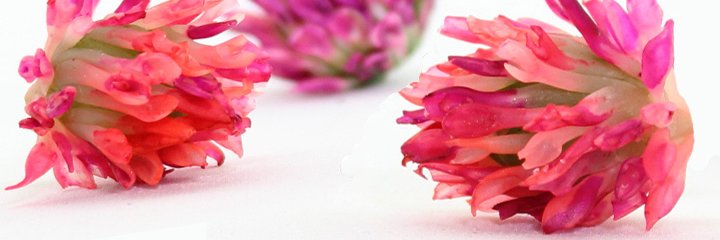 PolymerClayTips's profile banner image