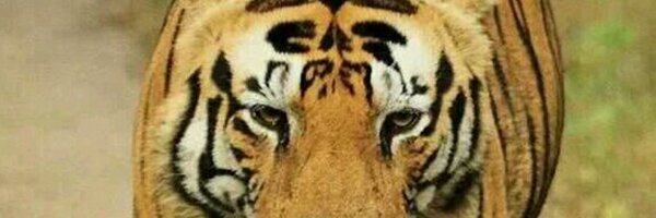 FizzieLou Profile Banner