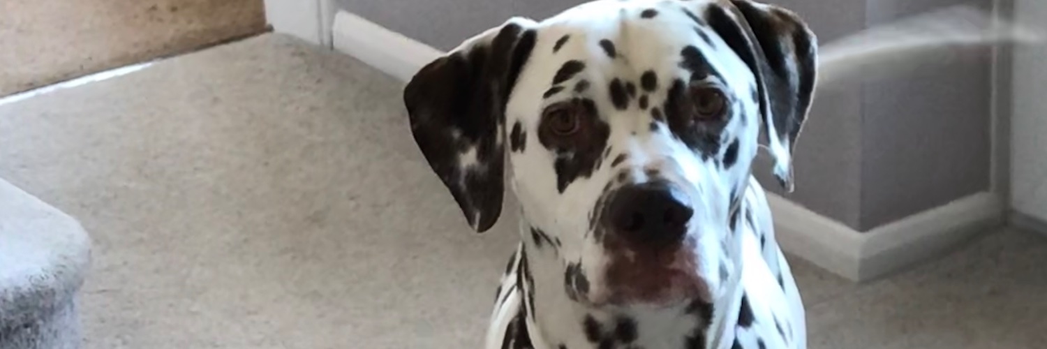 Dee Rawsthorne banner