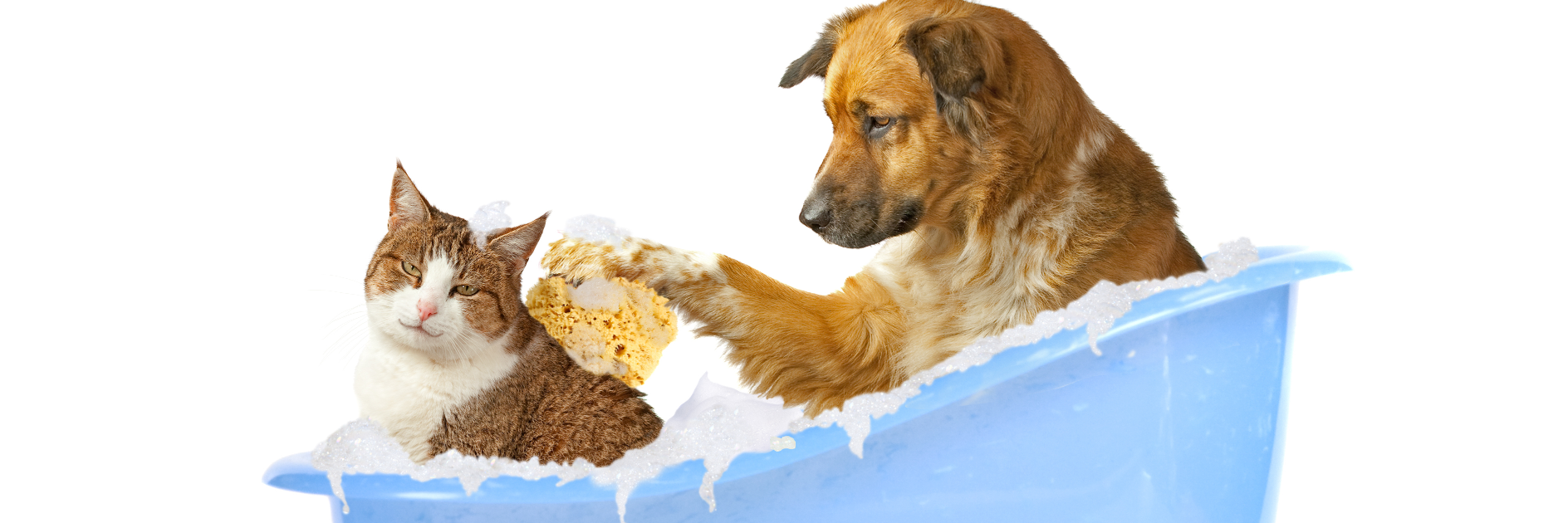 petslookgood's profile banner image