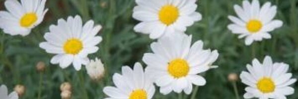 Laura_Batty Profile Banner