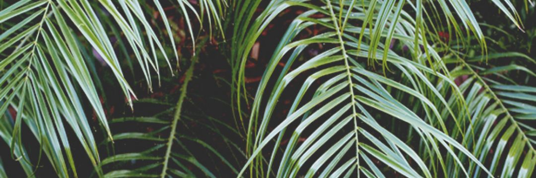 caitfaria's profile banner image