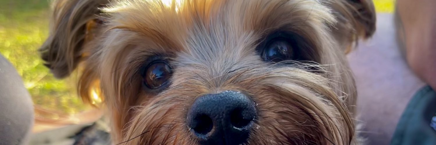 pqlaly's profile banner image