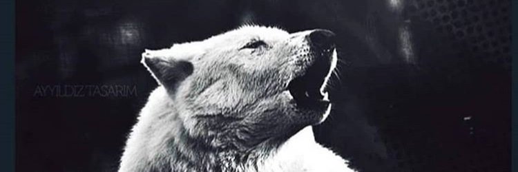 Selcanakdg's profile banner image