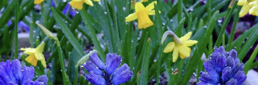 Suzanne Whyman banner