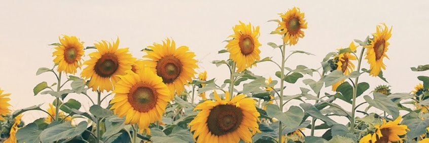 YellowHouseMuse's profile banner image