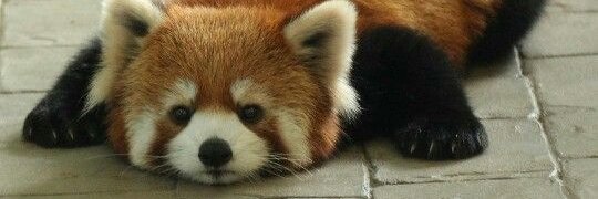 ... banner