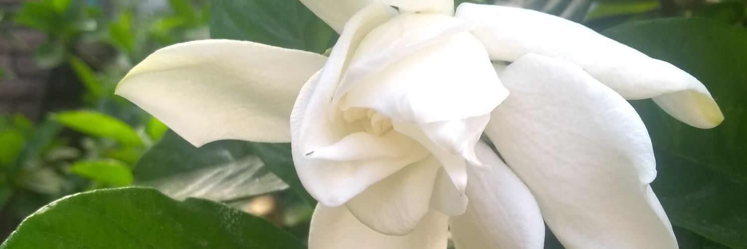 Mercedes Espinoza banner