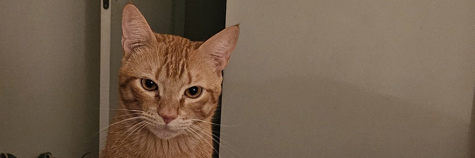 egrillorocha's profile banner image